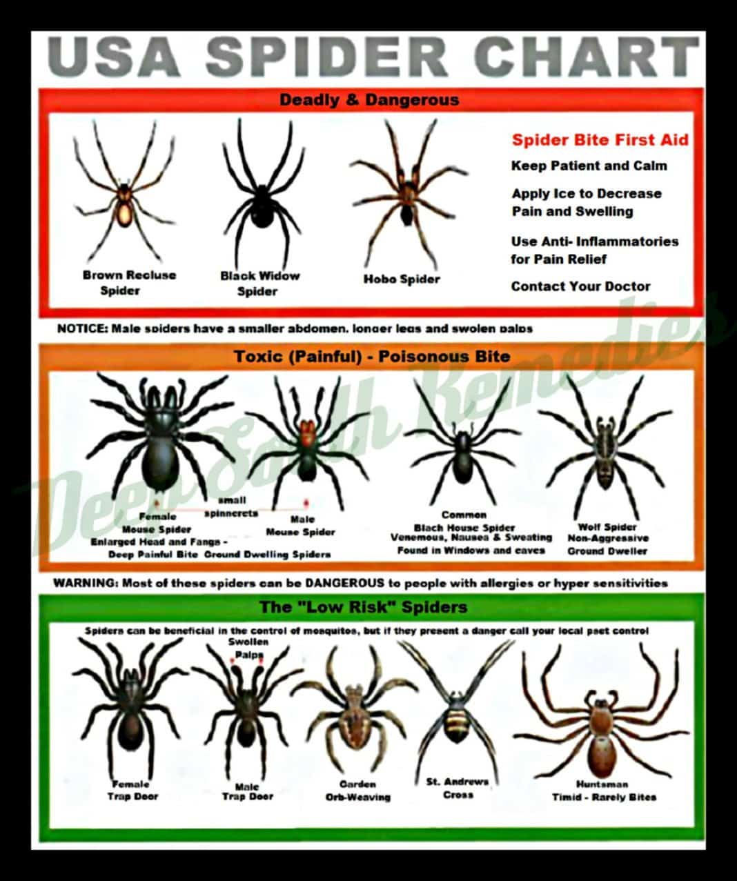 Get Your Local Spider Identification Chart Must Have in Your Home