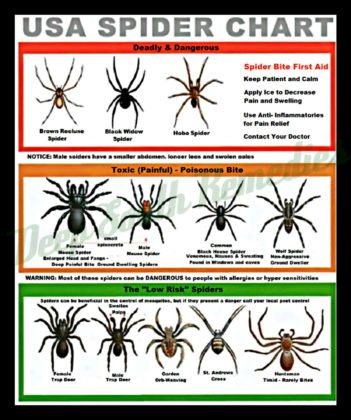 Get Your Local Spider Identification Chart - Must Have in Your Home ...