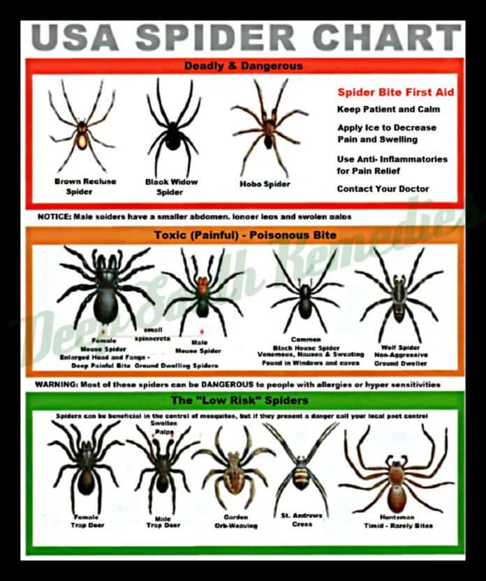 Get Your Local Spider Identification Chart Must Have In Your Home