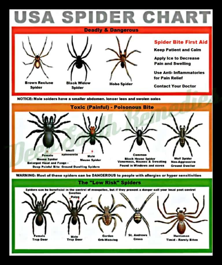 Get Your Local Spider Identification Chart – Must Have in Your Home
